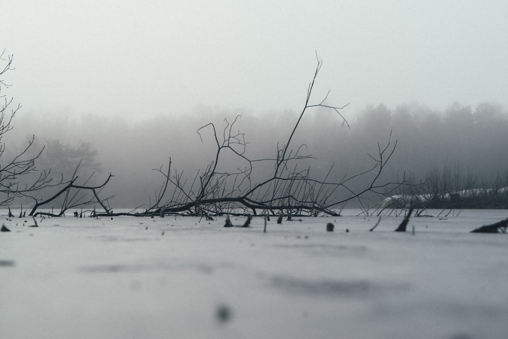 Graustufenfotografie eines verdorrten Baumes