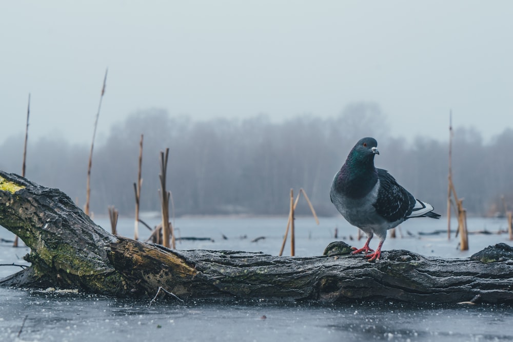 black rock dove perch on tree