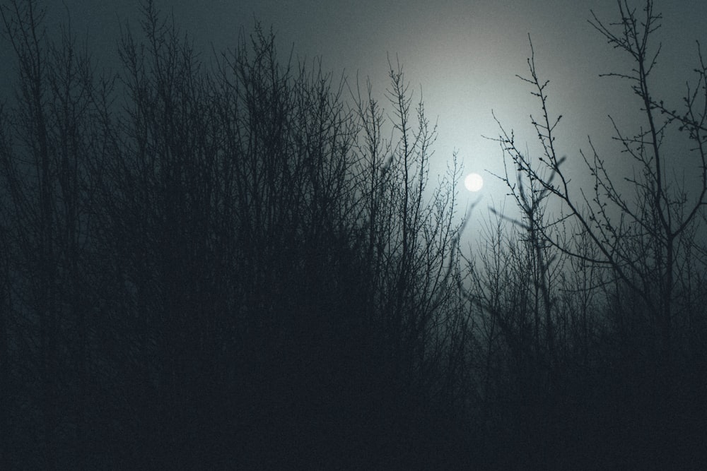 grass and moon at night