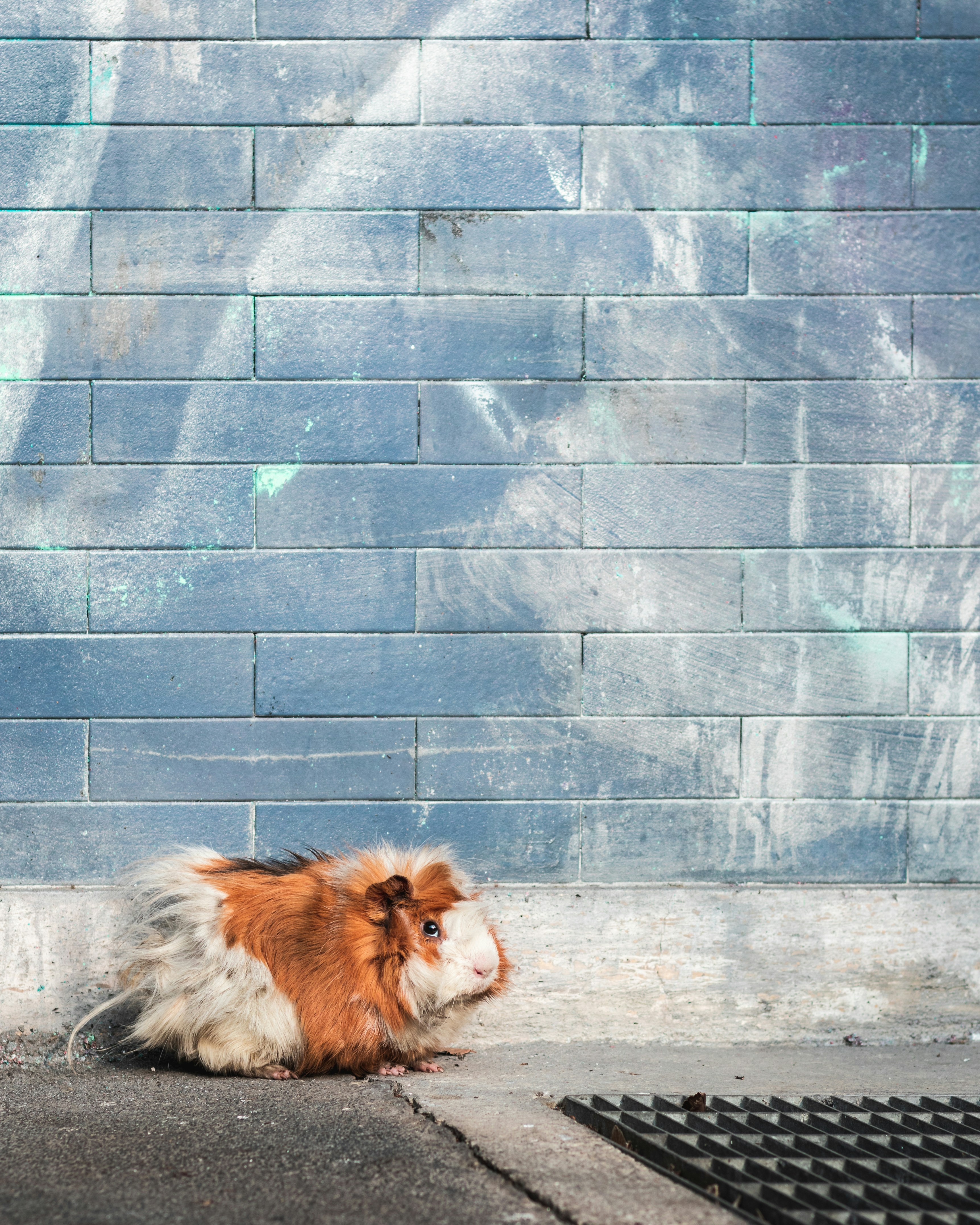 brown and white guinea pig walking by the grey wall near the drain