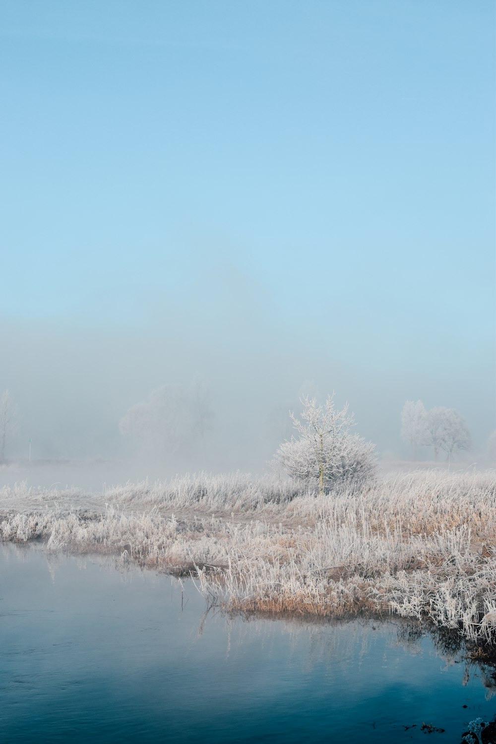 snow covered grass field and trees by the lake