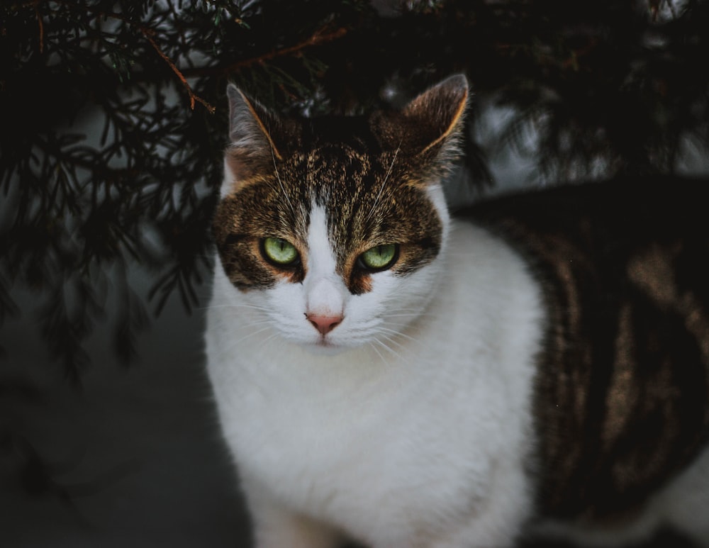 white and brown tabby cat