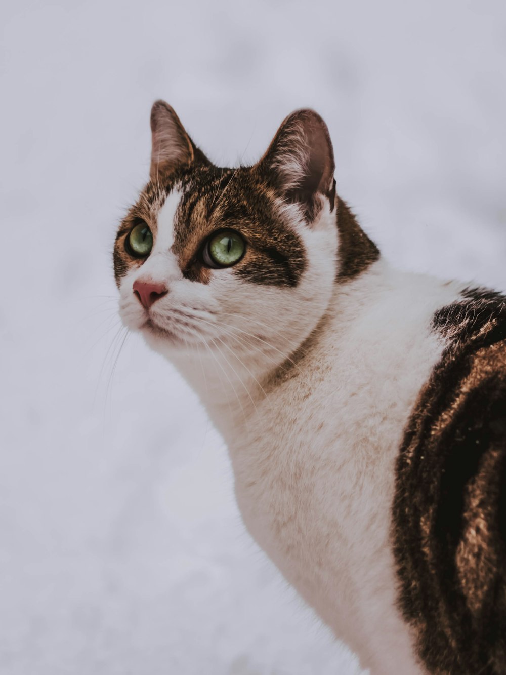 brown and black cat on snowfield