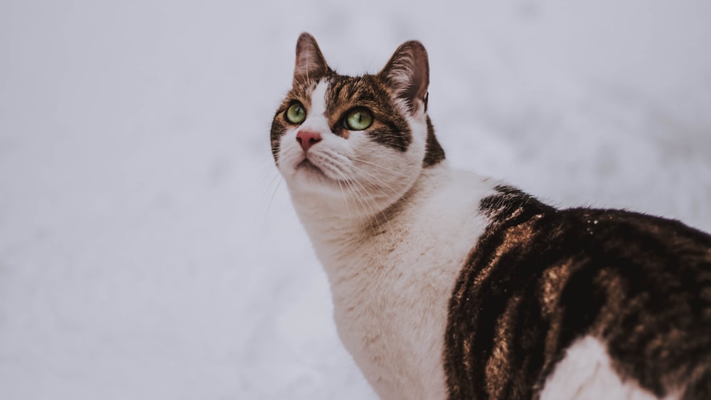 shallow focus photo of white and black cat