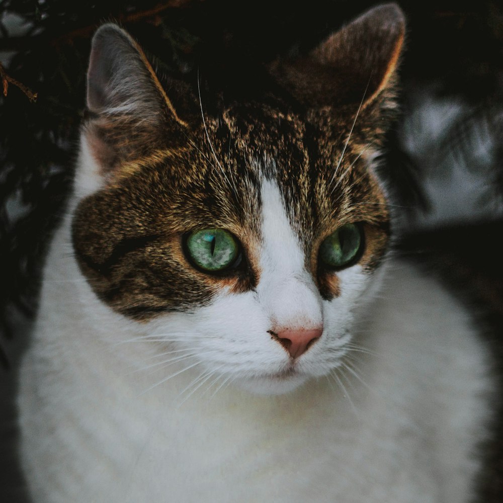 orange and white tabby cat staring at something