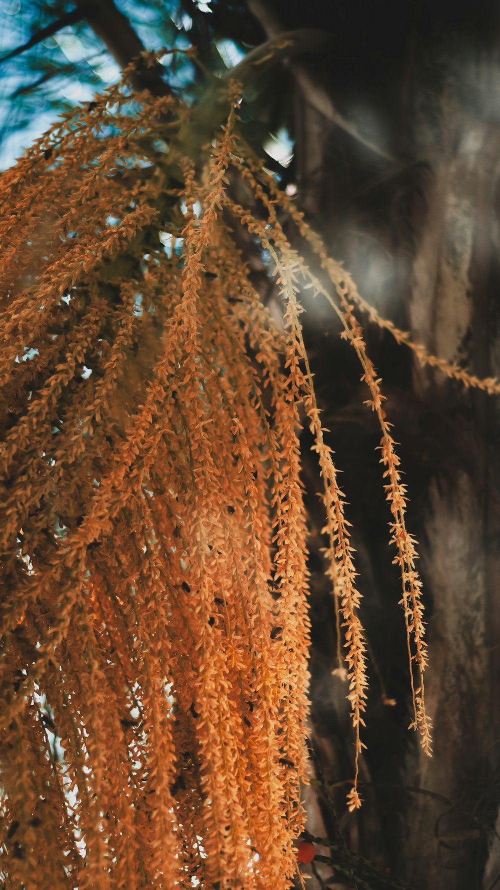 brown-leafed plant