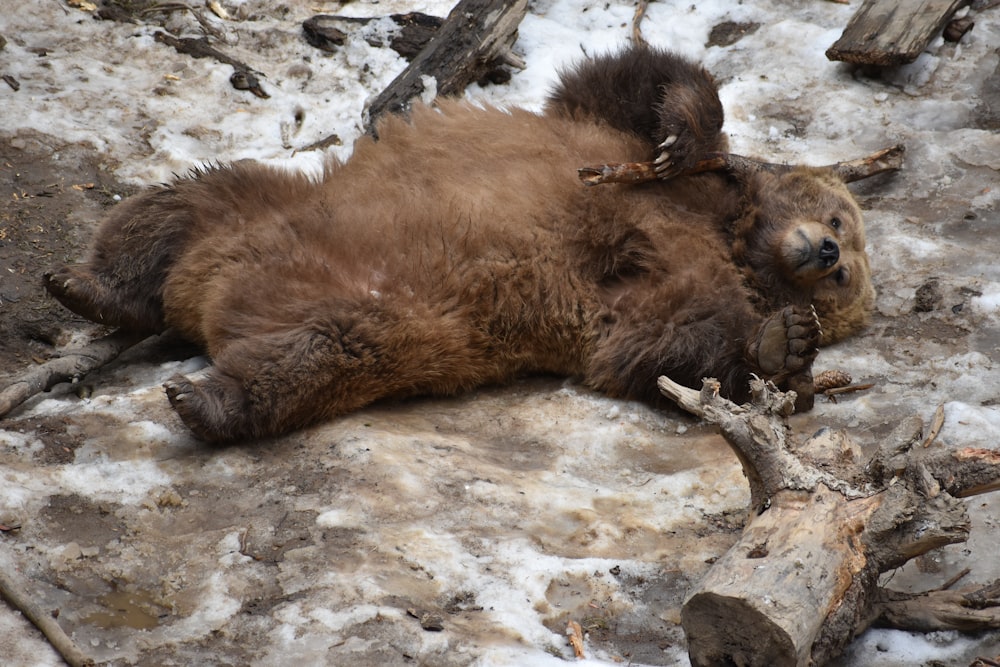 brown bear lying on ground beside tree branch during daytime