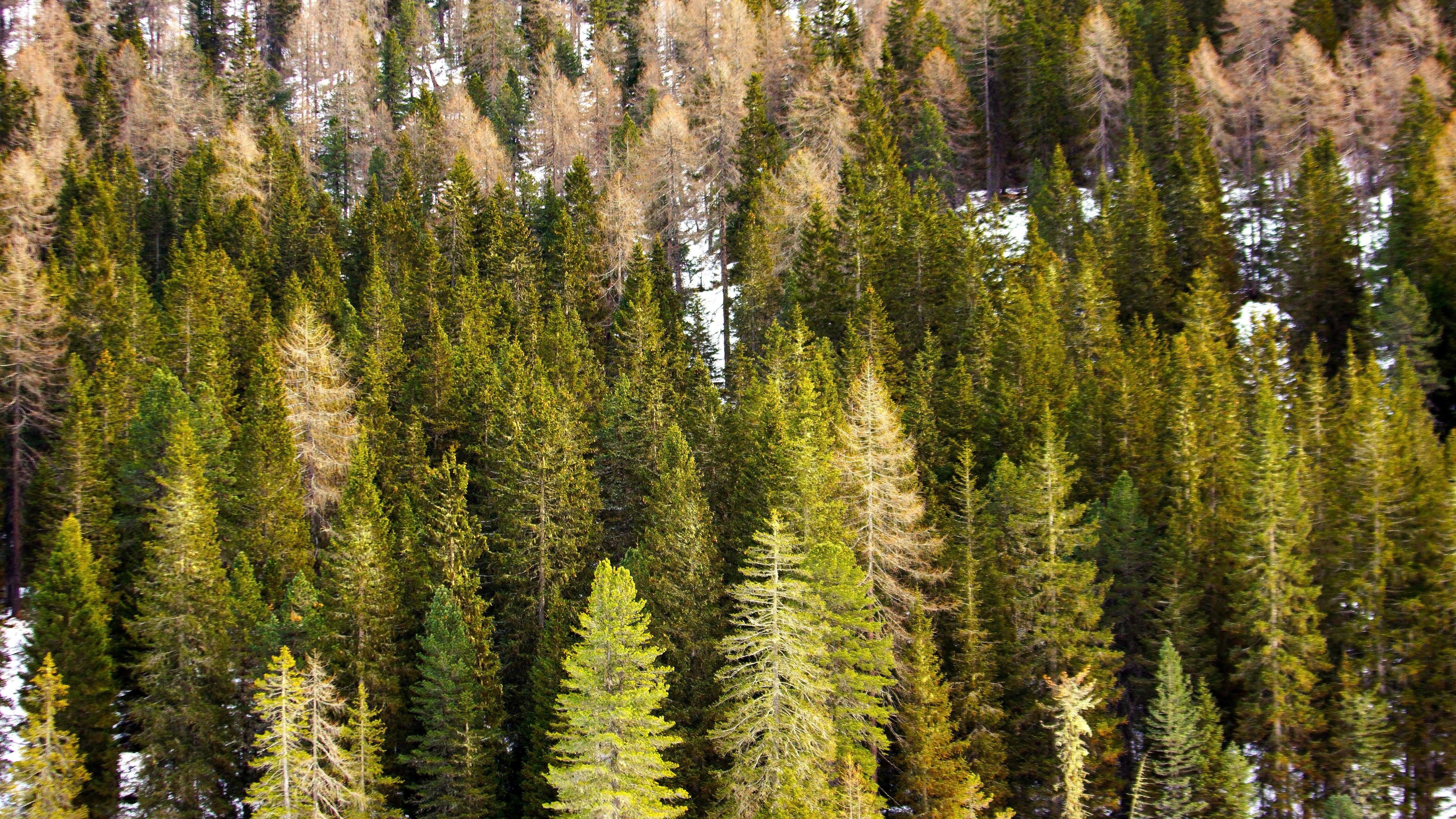 Пихтовый лес фото Evergreentrees. Temperate forest Wikia Fandom