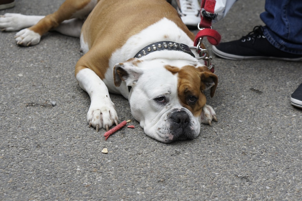 bulldog inglese marrone e bianco sdraiato sul marciapiede grigio