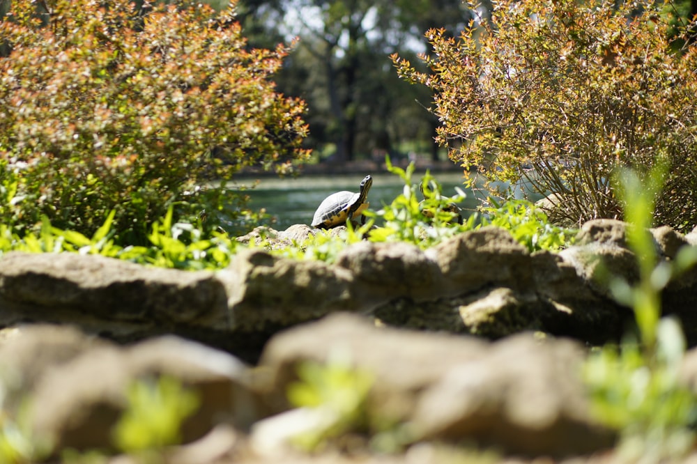 turtle surrounded by green grass