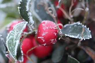 Close-up of vibrant frozen berries in frost-covered packaging ready for shipment.