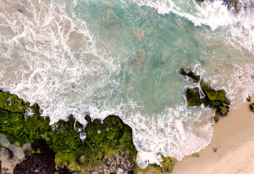 Fotografía aérea de la orilla del mar con plantas