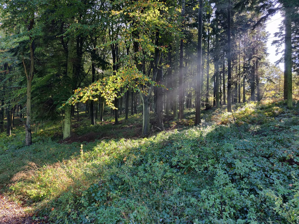 green leafed tree