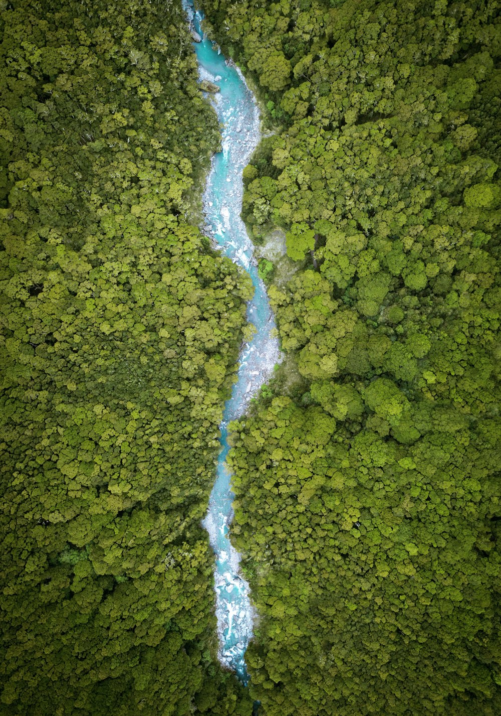 Fluss zwischen Bäumen am Tag