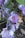 Vibrant purple saffron flowers with delicate petals and red stigmas sprout amidst sparse green foliage. The flowers have a soft, intricate texture and stand out against the dark earth and fallen leaves, showcasing the fragility and beauty of nature.