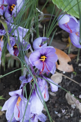 Vibrant purple saffron flowers with delicate petals and red stigmas sprout amidst sparse green foliage. The flowers have a soft, intricate texture and stand out against the dark earth and fallen leaves, showcasing the fragility and beauty of nature.