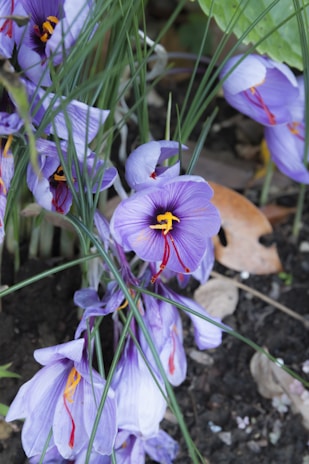 A vibrant field of saffron flowers in bloom.