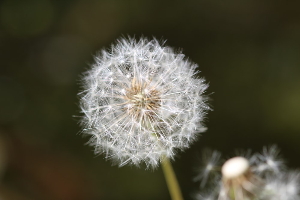 white dandelion flower on selective focus photography