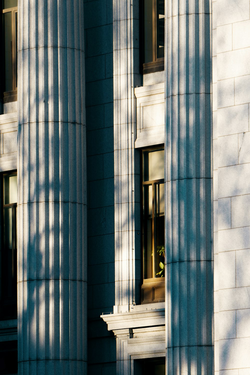 shadow of trees on gray concrete building