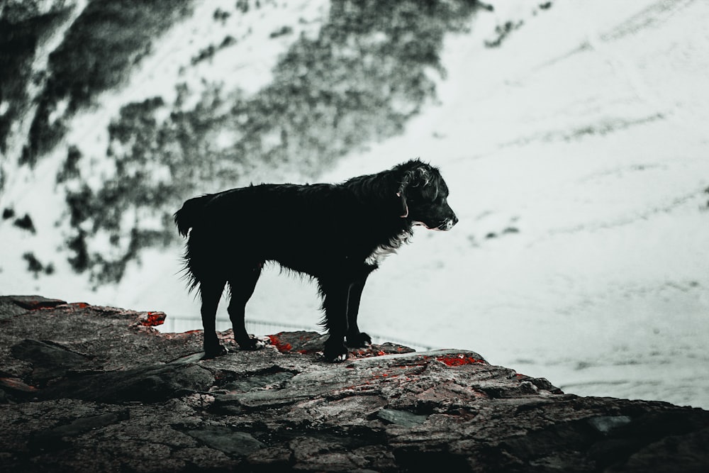 long-coated black dog on stone hill