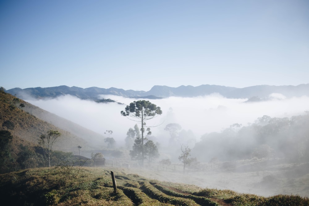 landscape view surrounded with fogs