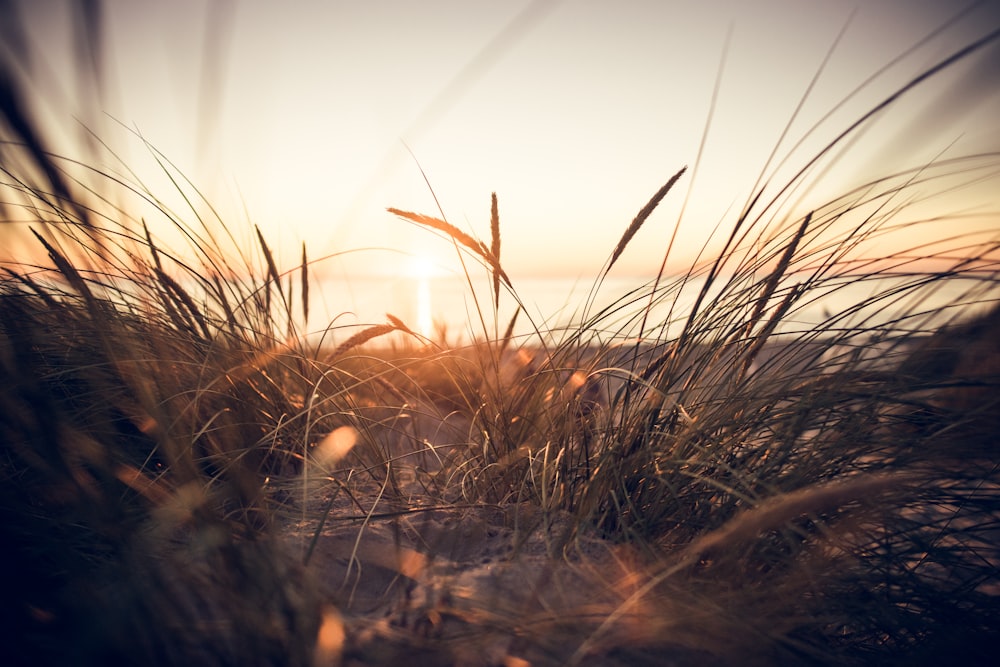 Blick aus einem niedrigen Winkel auf das Gras bei Sonnenaufgang