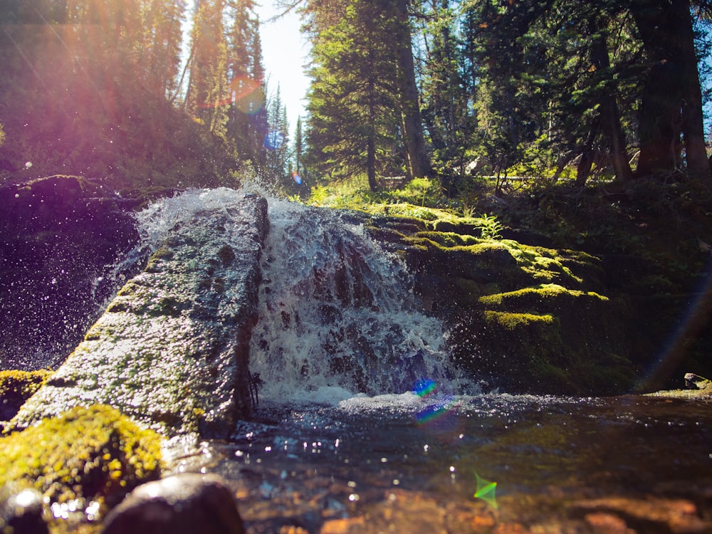 waterfalls near forest trees