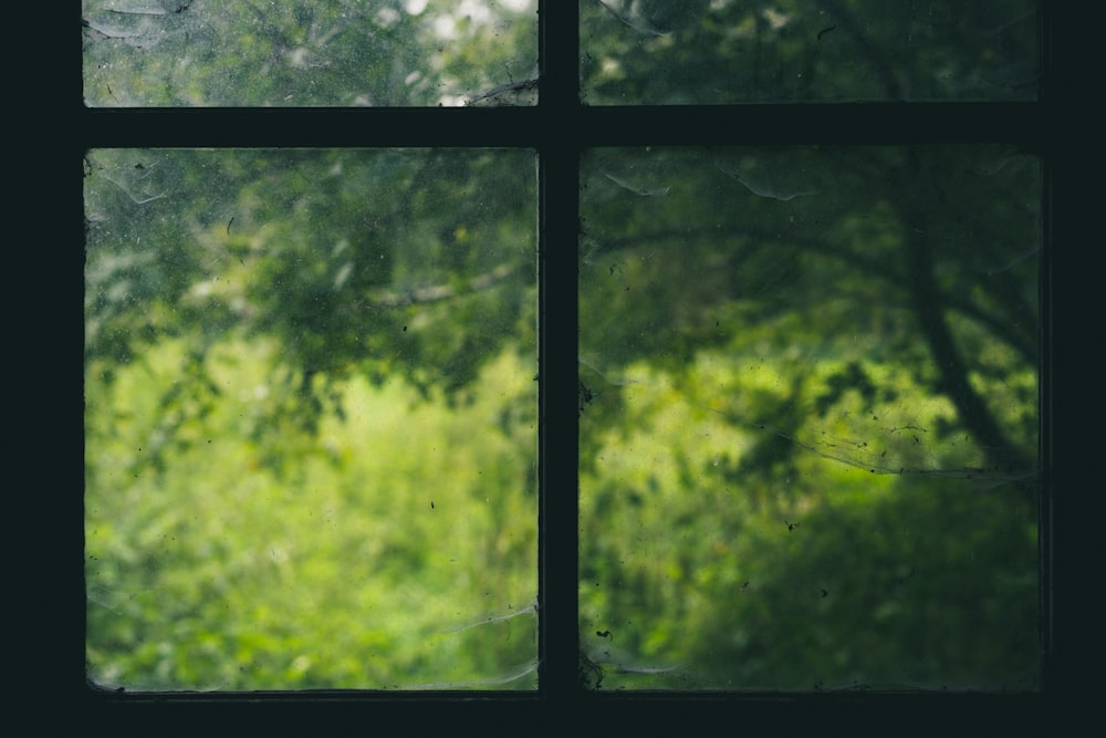 trees and black window grille