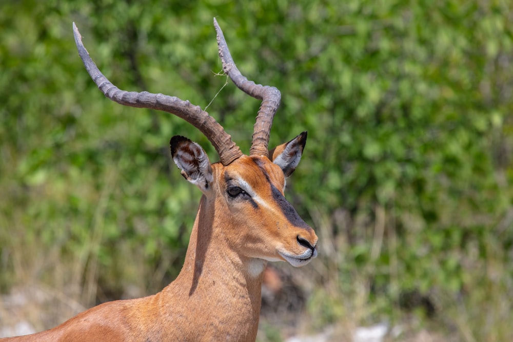 Antilope marrone nella foto con messa a fuoco selettiva