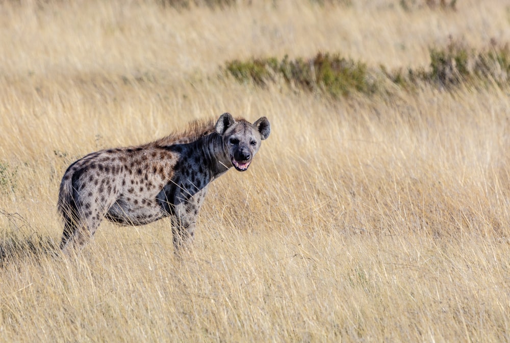 selective focus photography of hyena standing on brown grass during daytime