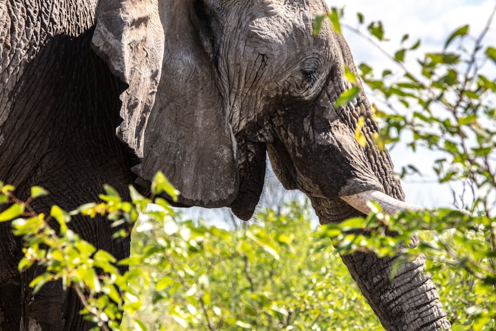 gray elephant on focus photography