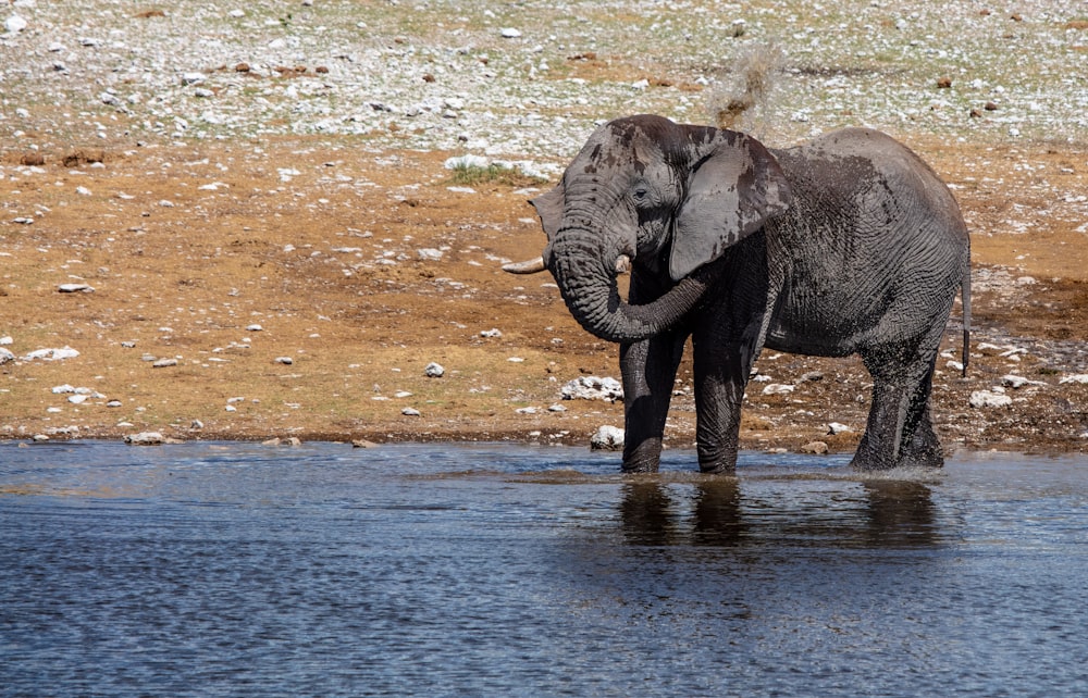 elephant standing in body of water