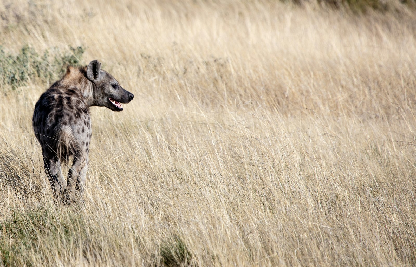 Canon EOS 5DS + Canon EF 100-400mm F4.5-5.6L IS USM sample photo. African wild dog on photography