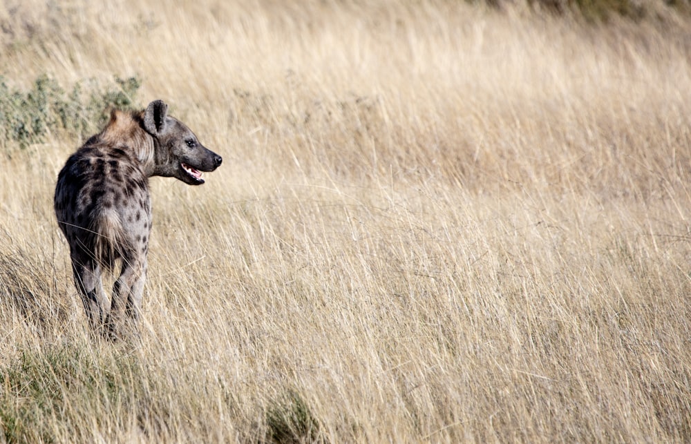 African wild dog on grass during daytime