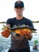 A person is holding a fish with both hands, displaying it in front of them. The fish has a slender body with a shimmering golden color and sharp dorsal fins. The person is wearing a dark t-shirt and a cap, and they are standing near a water body with a blurred background.