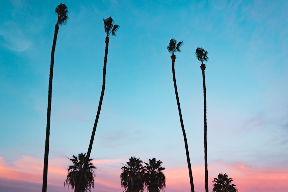 silhouette of coconut tree during golden hour