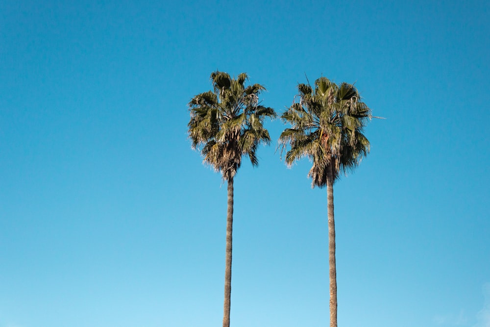 two green coconut trees