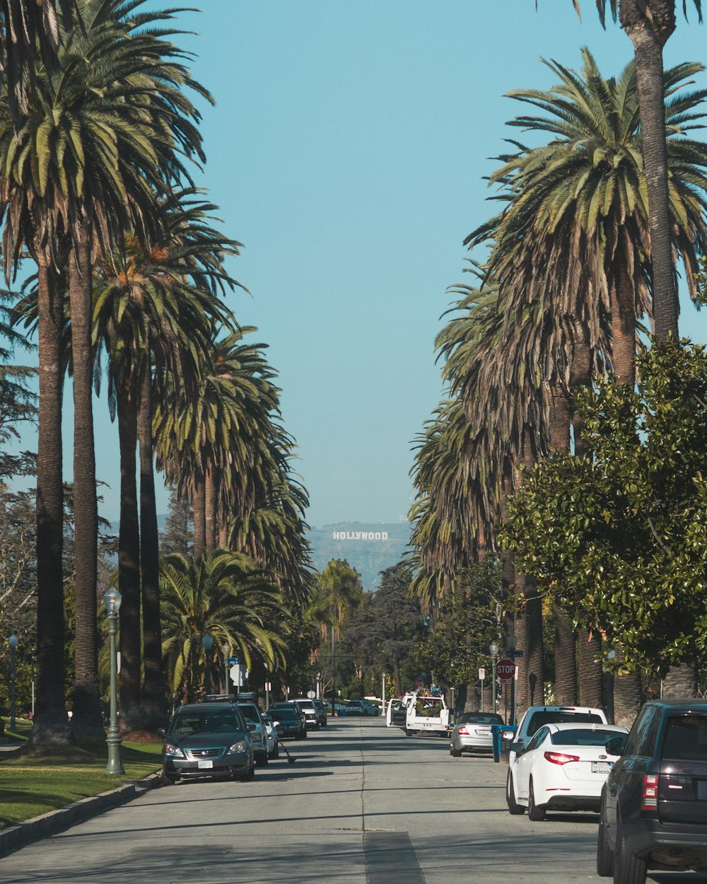 vehicles of road between tall trees