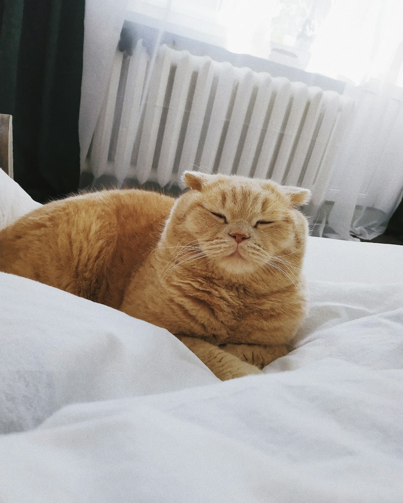 Cloudside Pet Bed