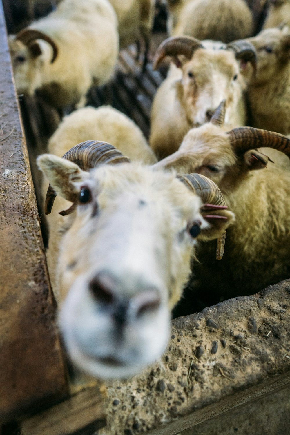 herd of sheep close-up photo