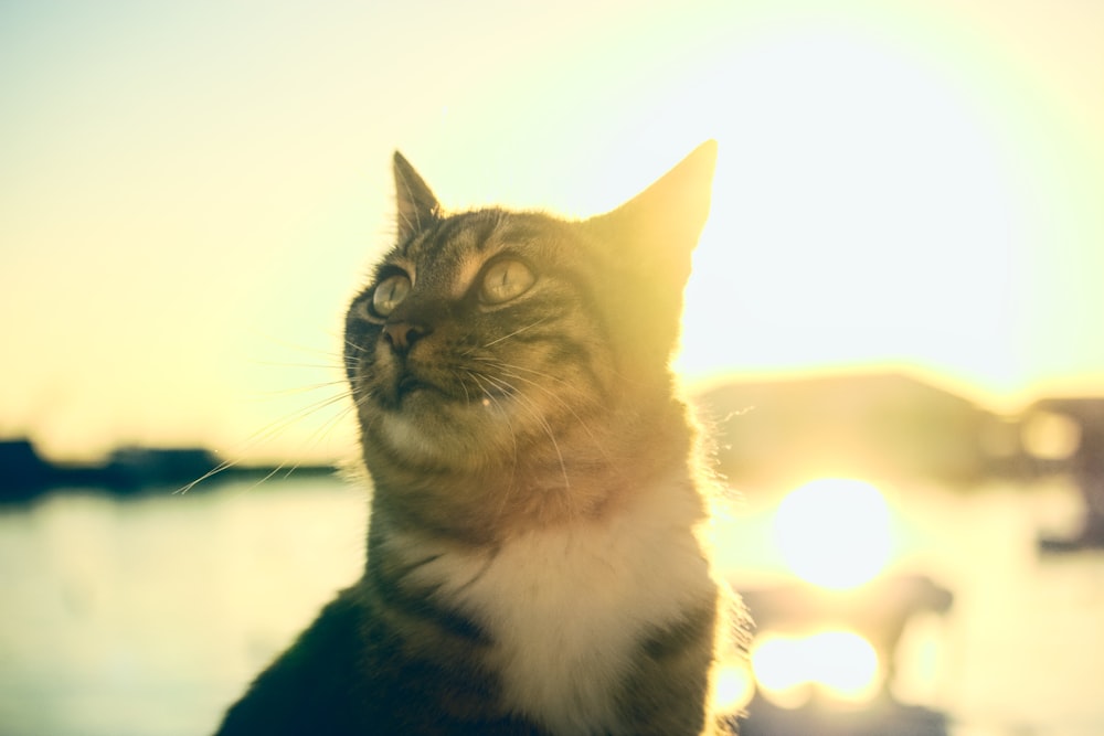 schwarz-weiße Katze mit blauen Augen