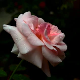 Close-up of a delicate baby rosa flower with soft pink petals and dewdrops