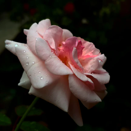 Close-up of a delicate baby rosa flower with soft pink petals and dewdrops