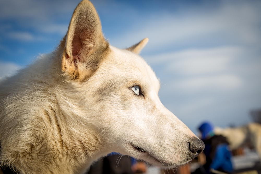 Foto de Lobo blanco – Imagen gratuita Perro en Unsplash