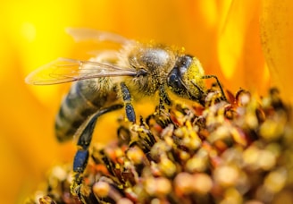 yellow wasp