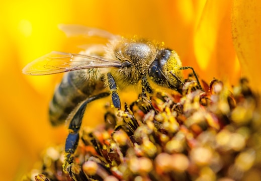 yellow wasp