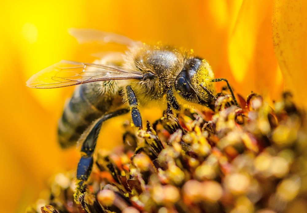 yellow wasp