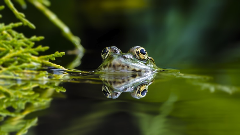 green frog