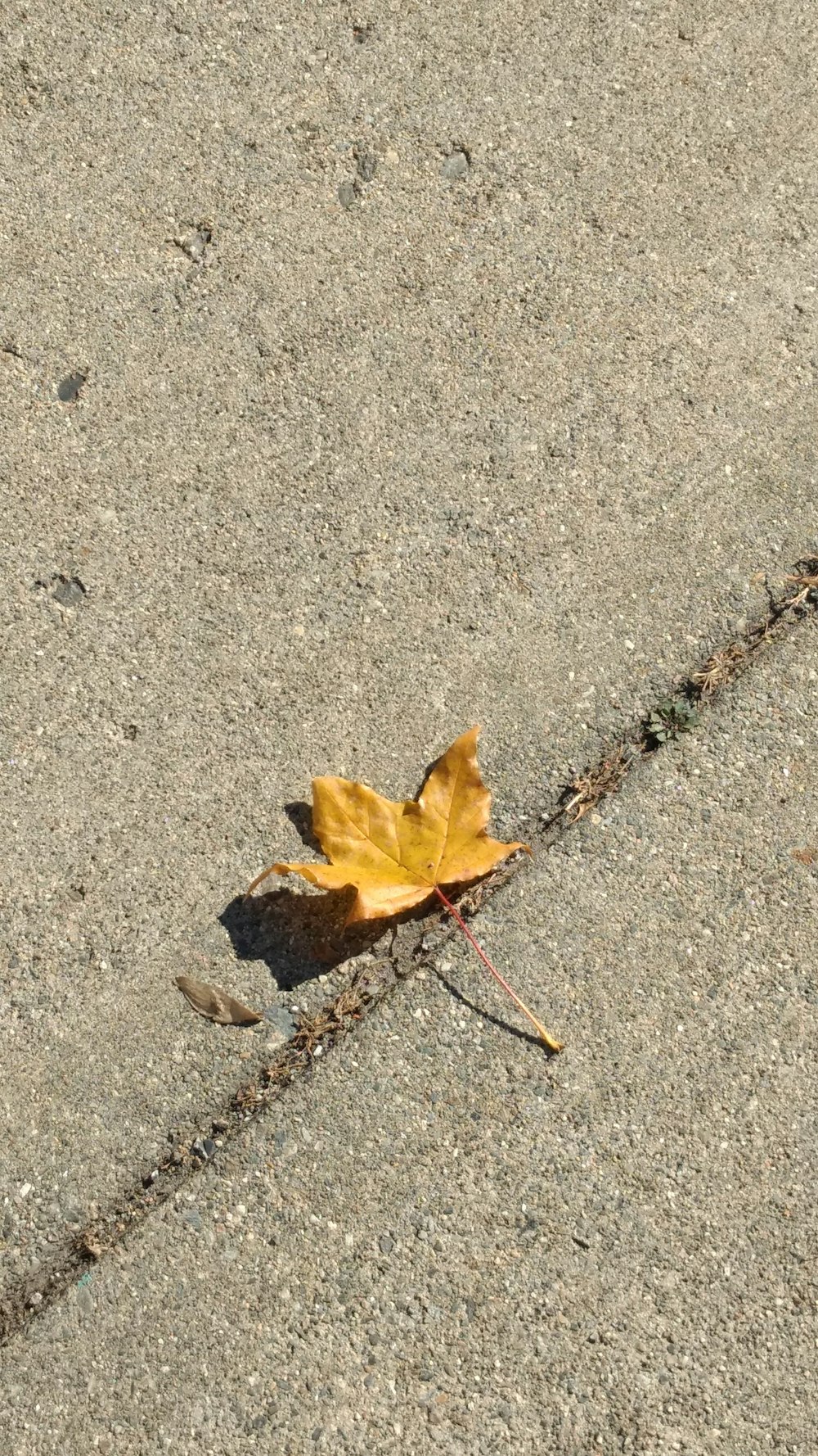 brown maple leaf on concrete surface