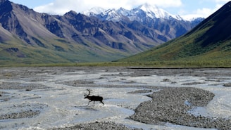 A landscape with a caribou walking across a braided riverbed, surrounded by lush green vegetation and towering mountains in the background. The mountain peaks are partially covered with snow, contrasting with the rocky terrain.